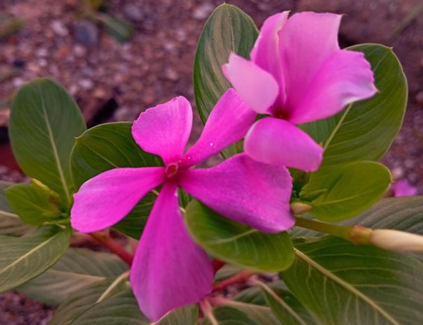 IMG_20241116_064025_1080